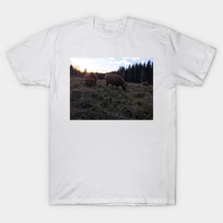 Scottish Highland Cattle Cows 1592 T-Shirt